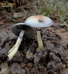 Psilocybe cubensis