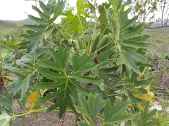 Thaumatophyllum saxicola