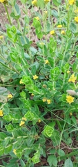 Lippia arechavaletae
