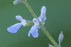 Salvia pallida