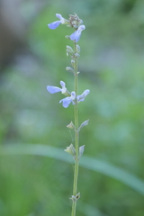 Salvia pallida