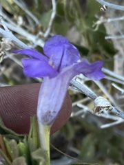 Ruellia californica californica