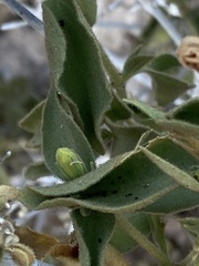 Ruellia californica californica
