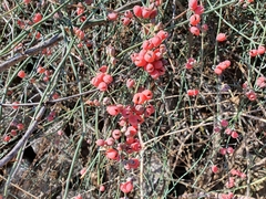 Ephedra distachya