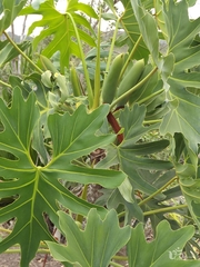 Thaumatophyllum saxicola