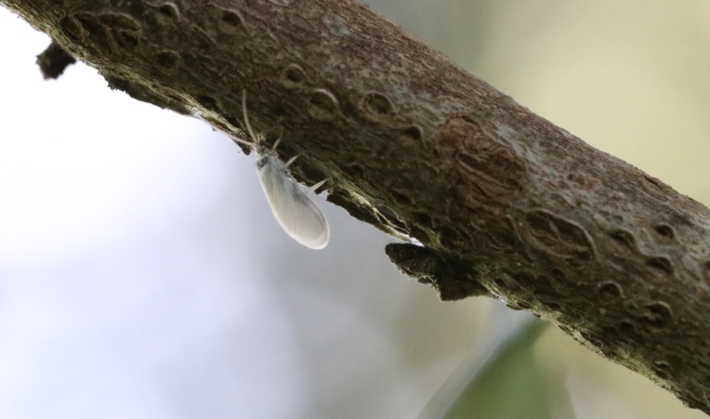 Semidalis kolbei