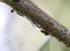 Semidalis kolbei
