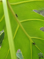 Thaumatophyllum saxicola