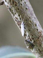 Semidalis kolbei