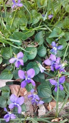 Viola sororia