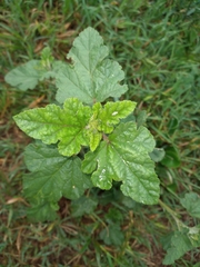 Sphaeralcea bonariensis