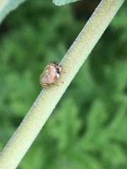 Clastoptera lineatocollis