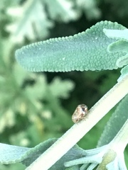 Clastoptera lineatocollis