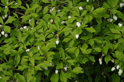 Image of Enkianthus perulatus by (c) Eric Knight, some rights reserved (CC BY)