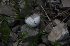Helix ligata