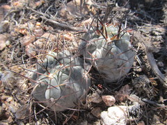 Acanthocalycium glaucum