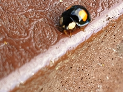 Harmonia axyridis