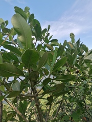 Curatella americana