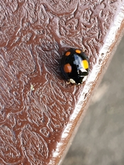 Harmonia axyridis