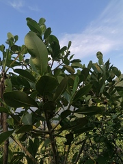 Curatella americana