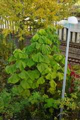 Paulownia tomentosa