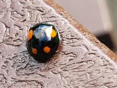 Harmonia axyridis