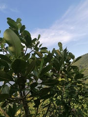 Curatella americana