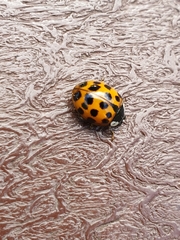 Harmonia axyridis