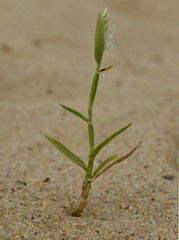 Thuarea involuta