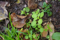 Stellaria media
