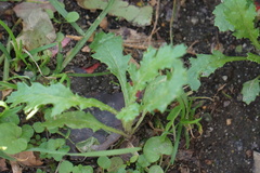 Senecio vulgaris