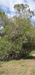Cordia dichotoma