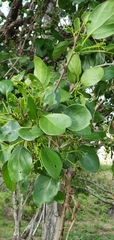 Cordia dichotoma