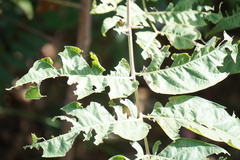 Ailanthus altissima