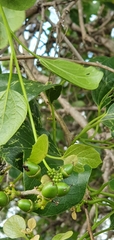 Cordia dichotoma