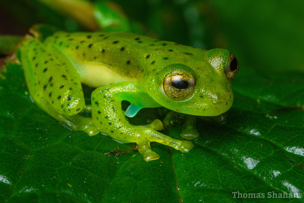 Emerald Glassfrog