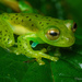 Emerald Glass Frog - Photo (c) Thomas Shahan, some rights reserved (CC BY-NC), uploaded by Thomas Shahan