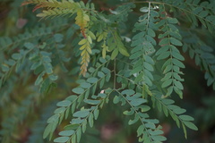 Gleditsia triacanthos