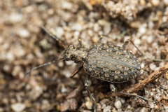 Opisthius richardsoni