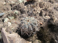 Acanthocalycium glaucum