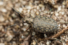 Opisthius richardsoni