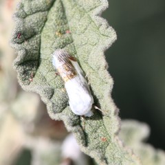 Acontia cretata