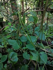 Peperomia lanceolatopeltata