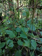 Peperomia lanceolatopeltata