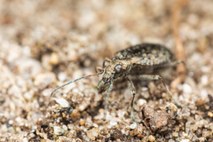 Opisthius richardsoni