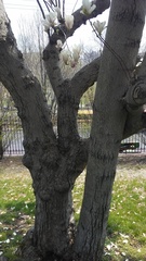 Magnolia × soulangeana