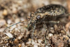 Opisthius richardsoni