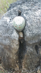 Mammillaria albilanata