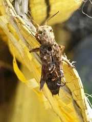 Ontholestes tessellatus