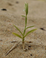 Thuarea involuta